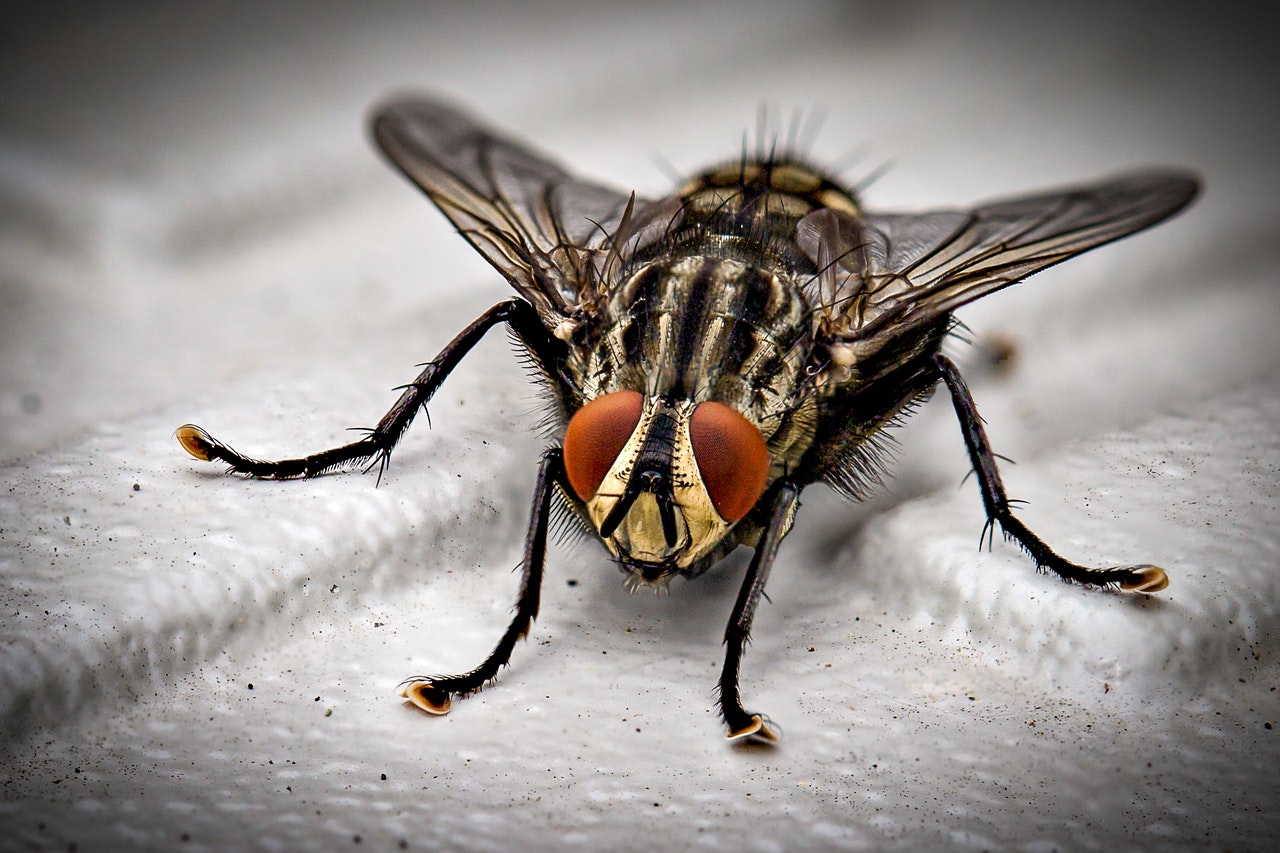 a closeup shot of a fly