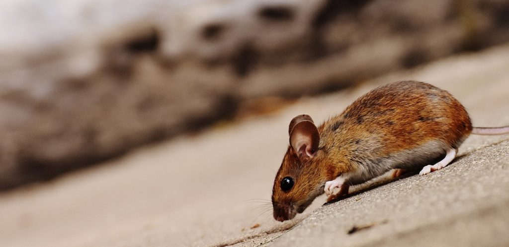 a brown rat eating on the ground
