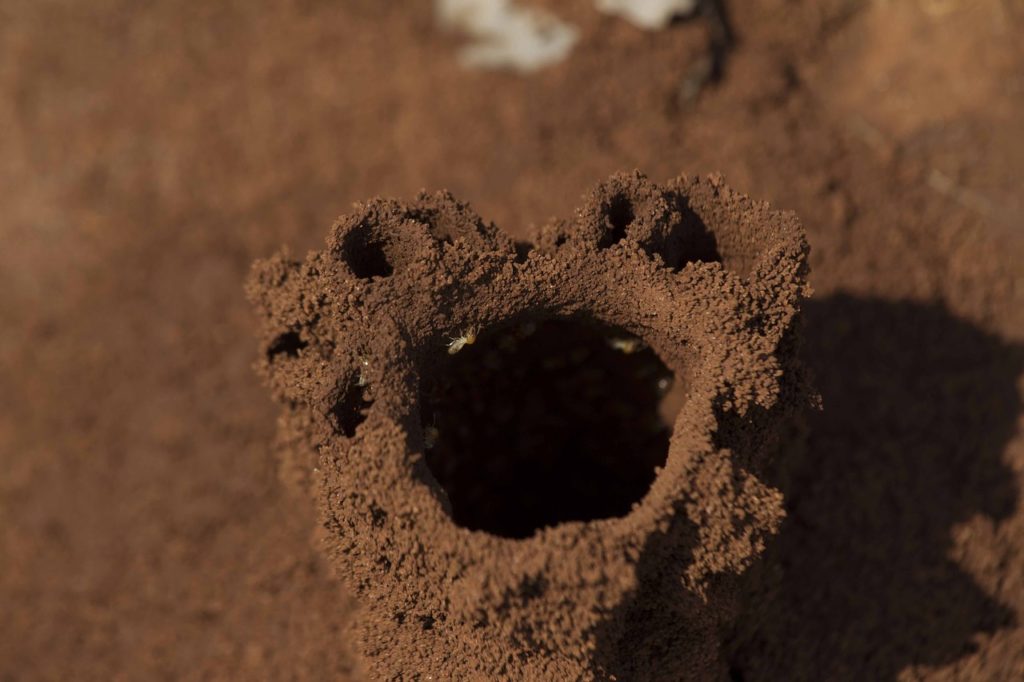 termites