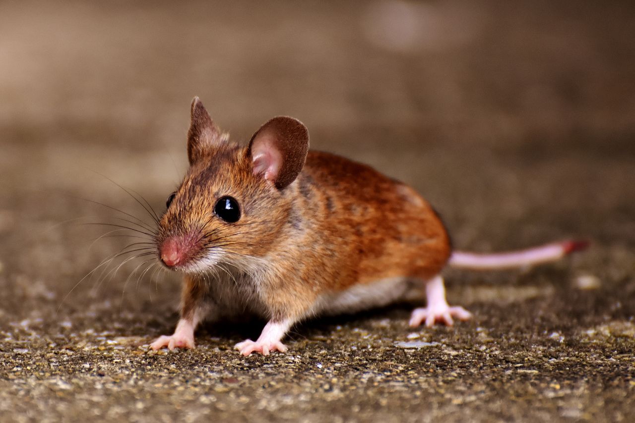 rat
